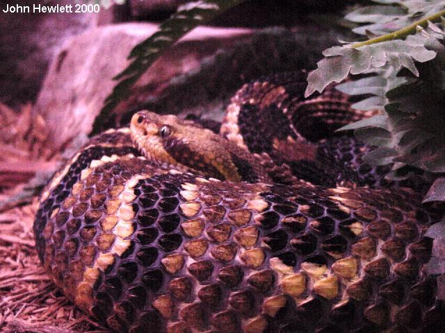 Crotalus horridus horridus.jpg [83 Kb]